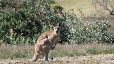 Kangaroo Standing in Grass with Inquisitive Willy Wagtail Bird, Australia Stock Footage 246138454