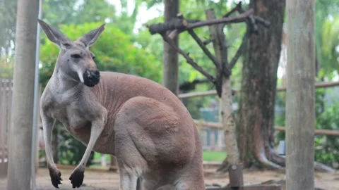 Kangaroo Standing in Habitat Stock Footage 323401498