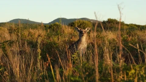 Kangaroo standing in a high grass and looking at camera. Stock Footage 242559866