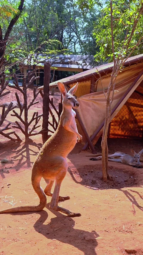 A kangaroo standing in a sandy area. Funny big animal. Ecotourism concept. Stock-Footage 302744644
