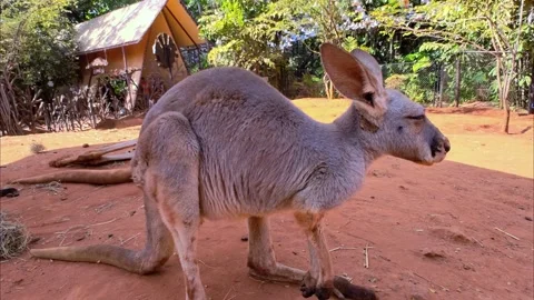 A kangaroo standing in a sandy area. Funny big animal. Ecotourism concept. 動画素材 302748113