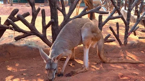 A kangaroo standing in a sandy area. Funny big animal. Ecotourism concept. Stock Footage 302750619