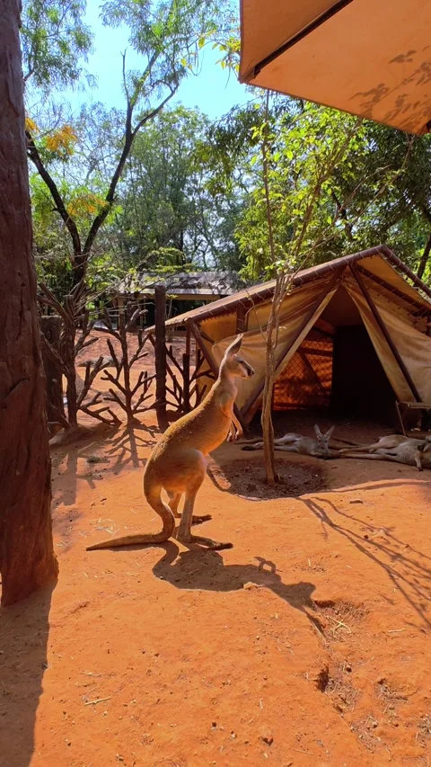 A kangaroo standing in a sandy area. Funny big animal. Ecotourism concept. Stock Footage 302887058