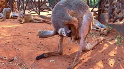 A kangaroo standing in a sandy area. Funny big animal. Ecotourism concept. Stock Footage 303002192