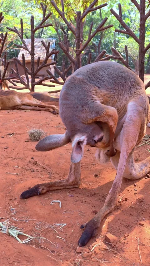 A kangaroo standing in a sandy area. Funny big animal. Ecotourism concept. Stock Footage 303413208