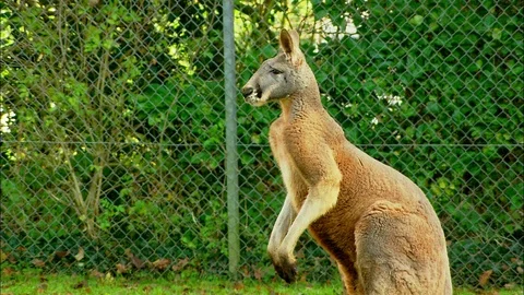 Kangaroo standing still Video stock 95598748
