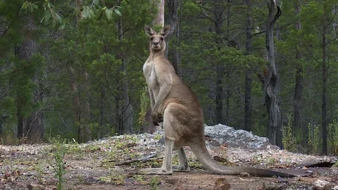 Kangaroo Standing Tall Video stock 112320424