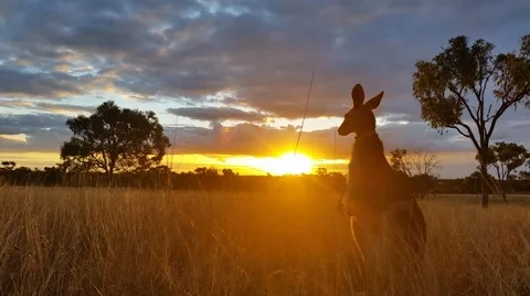 Kangaroo Sunset Australia Landscape Stock Footage