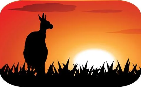 Kangaroo at sunset Stock Illustration