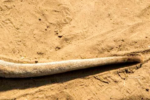 Kangaroo Tail Stock Photos