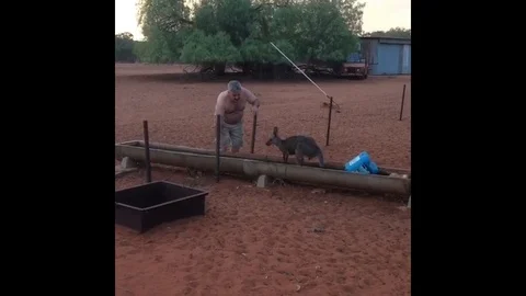Kangaroo takes cool bath during heatwave in Australia Stock Footage 105832648