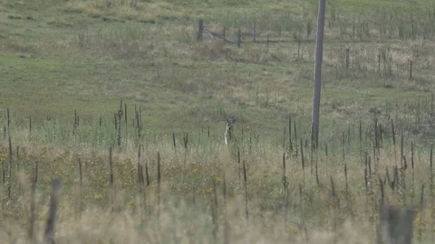 Kangaroo in Tall Grass Stock Footage 81384378