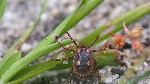 Kangaroo Tick crawling over a plant. Macro 120fps Stock-Footage 96214780