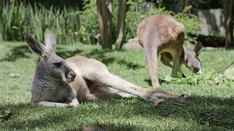Kangaroo Time Stock Footage 170732453