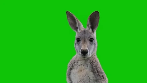 Kangaroo turning head from profile to look at camera green screen Vidéo 340629155