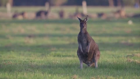 Kangaroo Turning Head Toward Camera in Early Morning Light Stock Footage 341398817