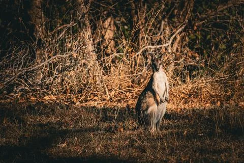 Kangaroo at Twilight Stock Photos