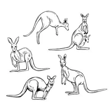 Kangaroo. Vector   illustration. Stock Illustration