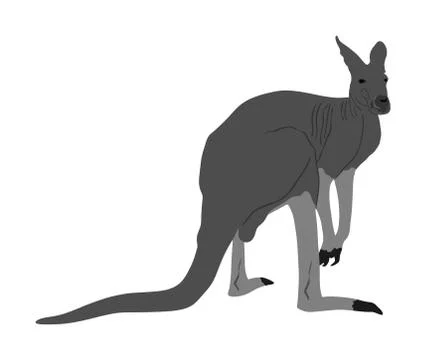 Kangaroo vector illustration isolated on white background Stock-Illustration