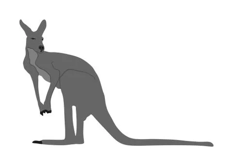 Kangaroo vector illustration isolated on white background Stockillustratie