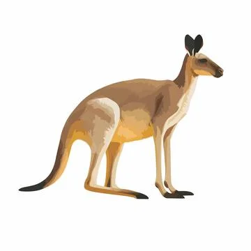 Kangaroo vector on white background Stock Illustration