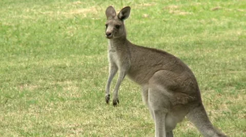 Kangaroo walking Stock Footage 10819508