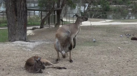 Kangaroo walking toward camera for food. Stock Footage 53206693
