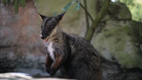 Kangaroo Wallaby eating Stock Footage 104303631