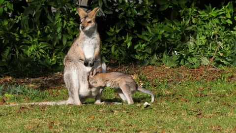 Kangaroo-Wallaby, the joey go to the pouch, preens, and enters the pouch Stock Footage 157997844