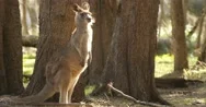 Kangaroo Wallaby Marsupial Animal Australia Stock Footage
