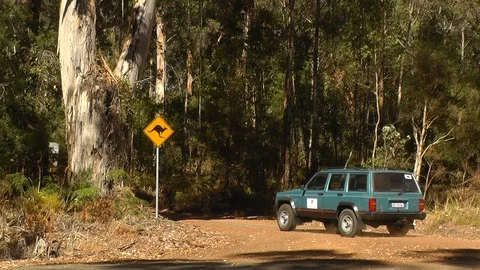 Kangaroo Warning Sign Next To Forest Road Stock Footage 89065478