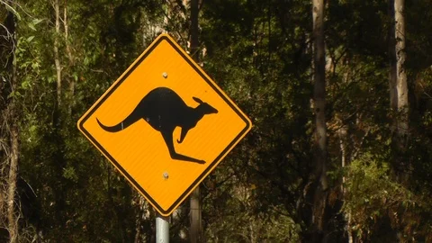 Kangaroo Warning Sign Next To Forest Road Stock Footage 89066185