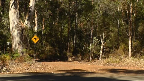 Kangaroo Warning Sign Next To Forest Road Stock Footage 89128613