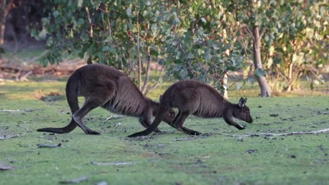 Kangaroo Is Western Gray Kangaroo mob walk and forage on grass field Stock Footage 319460813