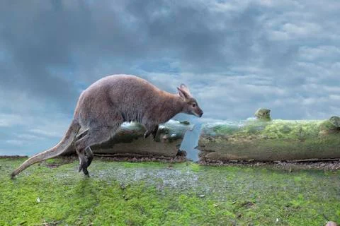 Kangaroo while jumping close up portrait Stock Photos