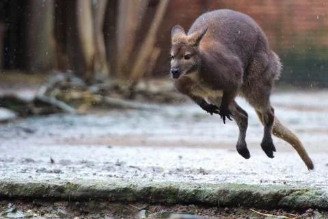 Kangaroo while jumping close up portrait Stock Photos