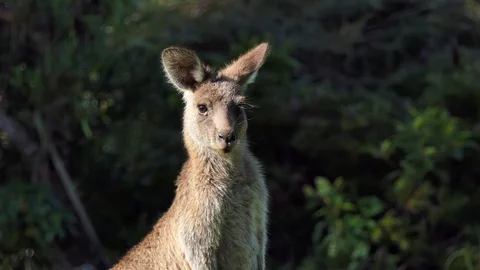 Kangaroo in the wild 1 Stock Footage