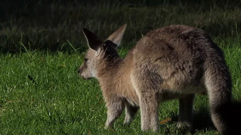 Kangaroo in the wild 2 Stock Footage 128337451
