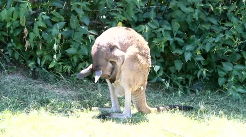 Kangaroo in the wild Stock Footage