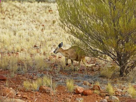 Kangaroo in wildness. Stock Photos