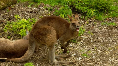 Kangaroo yawning Stock Footage 114384345
