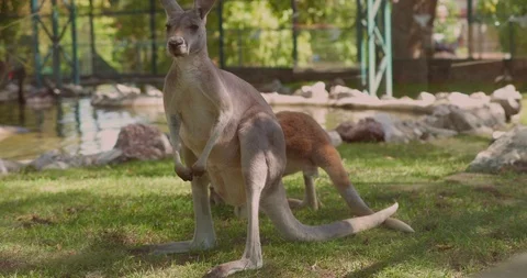 Kangaroo at zoo 4k Stock Footage 85742463