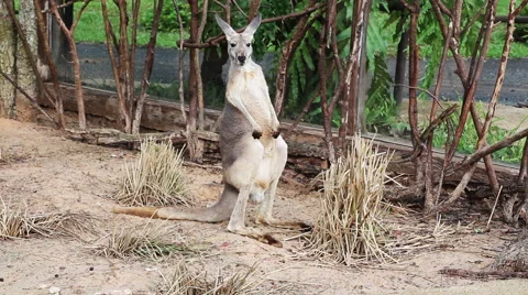 Kangaroo in the zoo Stock Footage 39983316