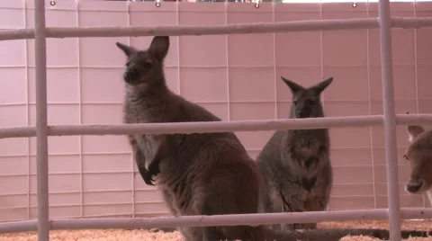 Kangaroo at the zoo Stock Footage 54263598