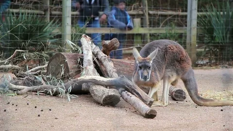 Kangaroo at the Zoo Stock Footage 71365506