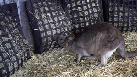 Kangaroo in the zoo. Kangaroo eats hay. Stock Footage 262705673