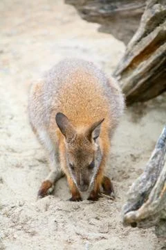 Kangaroo in zoo Stock Photos