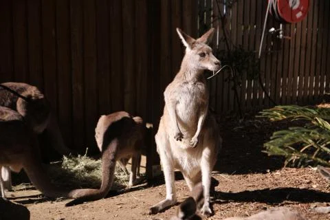 Kangaroo in a Zoo Stockfoto's