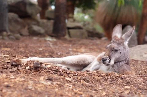 Kangaroo in Zoo Stock Photos