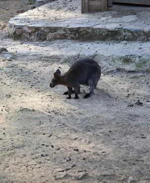 Kangaroo at the zoo Foto stock